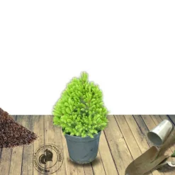 Plantes Avenue - Épinette blanche conica/[-]pot de 3l - 20/40 cm Online