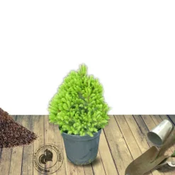 Plantes Avenue Conifères | - Épinette blanche conica/[-]pot de 5l - 40/60 cm