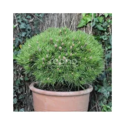 Plantes Avenue Conifères | - Pin noir marie bregeon®/[-]pot de 3l - 20/40 cm