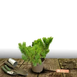 Plantes Avenue Conifères | - Pin noir marie bregeon®/[-]pot de 3l - 20/40 cm