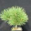 Plantes Avenue Conifères | - Pin noir pierrick bregeon®/[-]pot de 12l - 40/60 cm