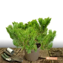 Plantes Avenue Conifères | - Pin noir pierrick bregeon®/[-]pot de 12l - 40/60 cm