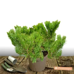 Plantes Avenue Conifères | - Pin noir pierrick bregeon®/[-]pot de 12l - 40/60 cm