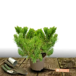 Plantes Avenue - Pin sylvestre nian globosa viridis/[-]pot de 5l - 40/60 cm