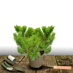 Plantes Avenue - Pin sylvestre nian globosa viridis/[-]pot de 5l - 40/60 cm
