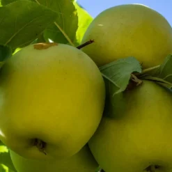 Plantes Avenue Fruitiers Et Agrumes | - Pommier golden delicious/[-]pot de 10l - gobelet 2 ans - 120/150 cm