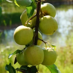Plantes Avenue Fruitiers Et Agrumes | - Pommier golden delicious/[-]pot de 10l - gobelet 2 ans - 120/150 cm