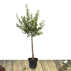 Plantes Avenue Fruitiers Et Agrumes | - Pommier golden delicious/[-]pot de 10l - gobelet 2 ans - 120/150 cm