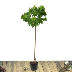 Plantes Avenue Fruitiers Et Agrumes | - Pommier golden delicious/[-]pot de 10l - gobelet 2 ans - 120/150 cm