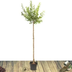 Plantes Avenue Fruitiers Et Agrumes | - Pommier golden delicious/[-]pot de 10l - gobelet 2 ans - 120/150 cm