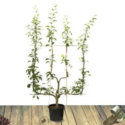 Plantes Avenue Fruitiers Et Agrumes | - Pommier golden delicious/[-]pot de 10l - gobelet 2 ans - 120/150 cm