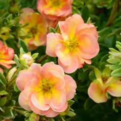 Plantes Avenue Arbres Et Arbustes | - Potentille arbustive double punch® peach 'minjaro01'/[-]pot de 1,5l - tuteur bambou 30/60 cm