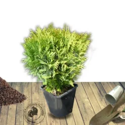 Plantes Avenue Conifères | - Thuya du canada occidentalis danica/[-]pot de 3l - 20/40 cm