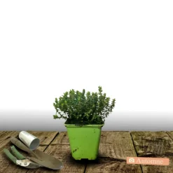Plantes Avenue - Thym commum - prêt à consommer/[-]pot de 1,5l - 10/20 cm Best