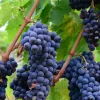 Plantes Avenue Fruitiers Et Agrumes | - Vigne fraise isabella/[-]pot de 1,5l - tuteur bambou 30/60 cm