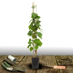 Plantes Avenue - Vigne vinifera crimson seedles/[-]pot de 3l - echelle bambou 60/120 cm Clearance