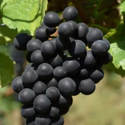 Plantes Avenue Fruitiers Et Agrumes | - Vigne vinifera autumn royal/[-]pot de 3l - echelle bambou 60/120 cm