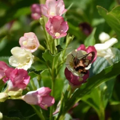 Plantes Avenue Arbres Et Arbustes | - Weigela marjorie/[-]pot de 1,5l - 10/20 cm