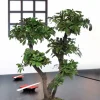 Plantestabilisée.com PLANTESTABILISÉE.COM - Bonsaï tobira naturel stabilisé 70 cm Hot