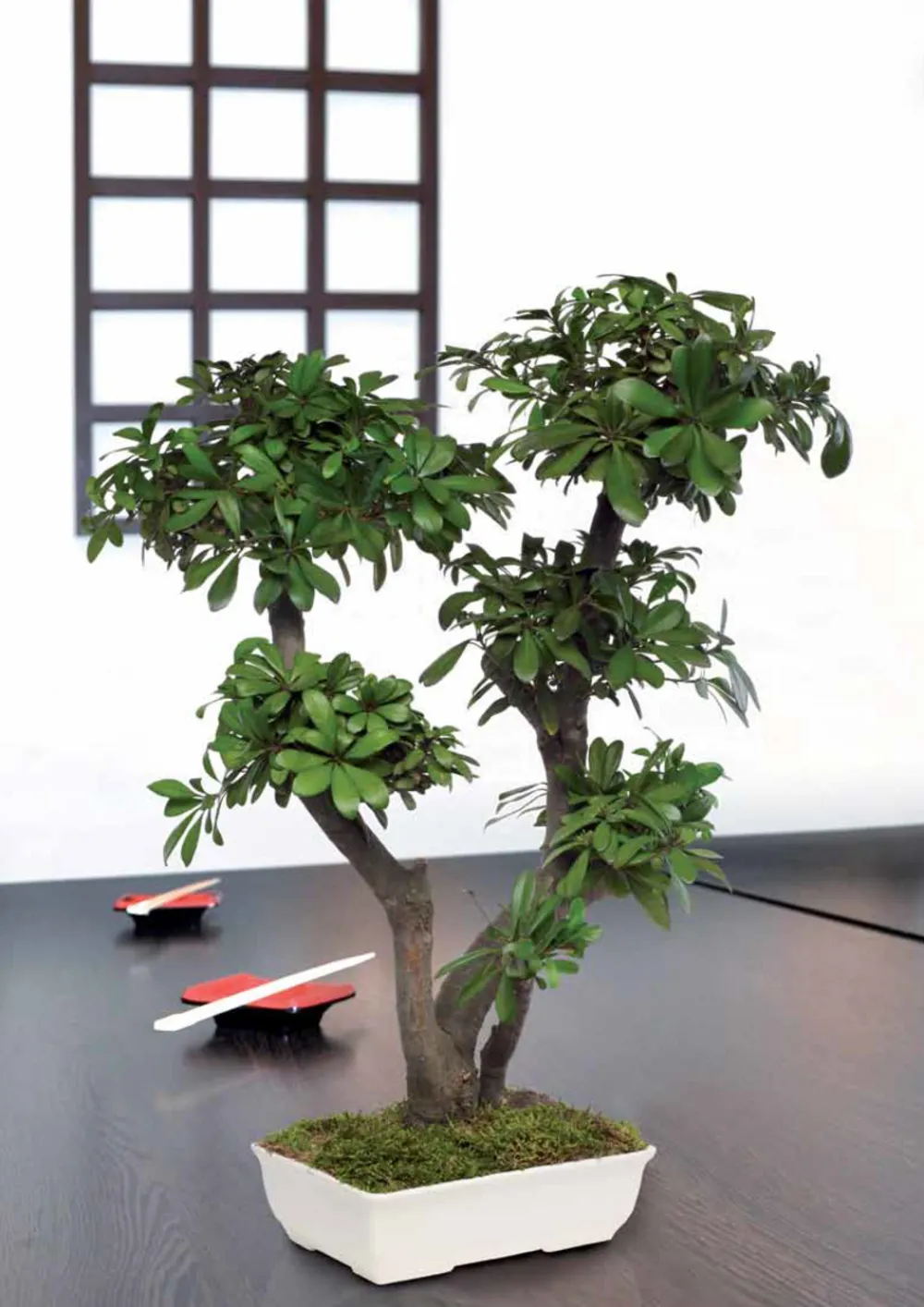 Plantestabilisée.com PLANTESTABILISÉE.COM - Bonsaï tobira naturel stabilisé 70 cm Hot