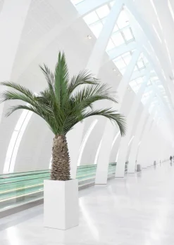 Plantestabilisée.com Palmiers D’Intérieur | PLANTESTABILISÉE.COM - Palmier naturel stabilisé phoenix agave - palmier stabilisé - palmier d'intérieur - 230 cm