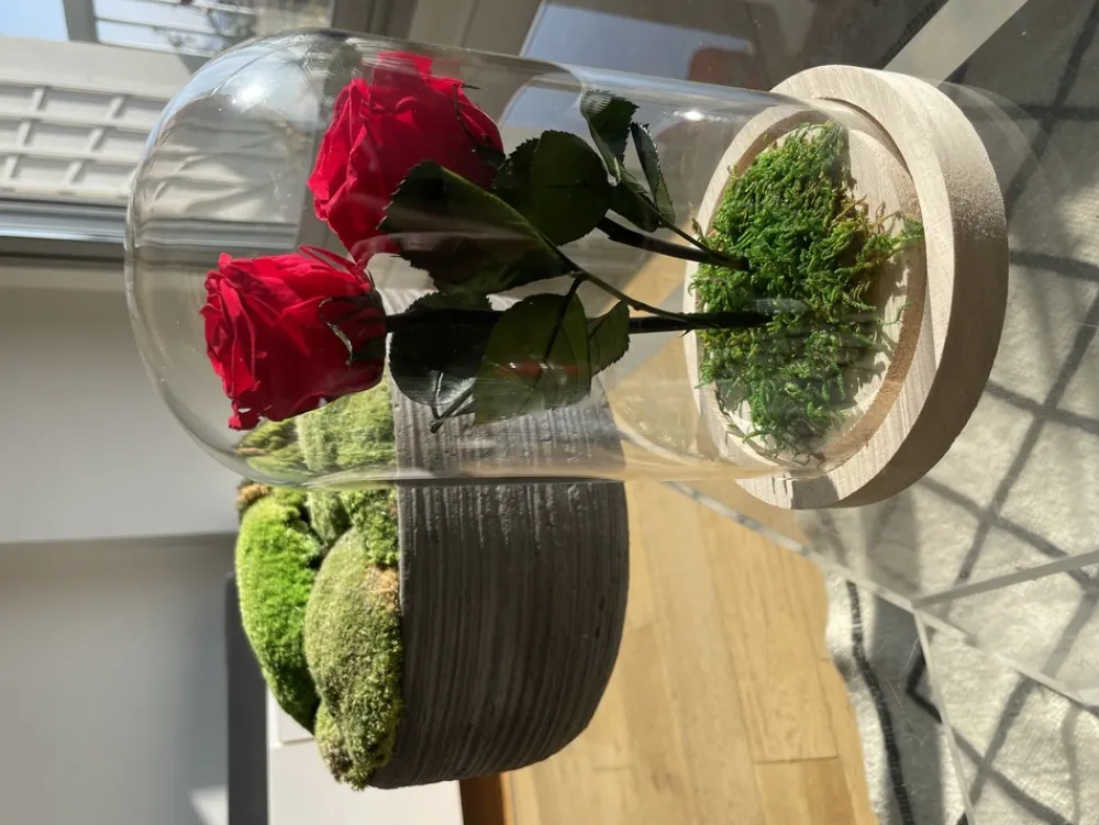 Plantestabilisée.com PLANTESTABILISÉE.COM - Roses rouges stabilisées sous cloche - roses stabilisées - décoration d'intérieur - 22 cm Sale