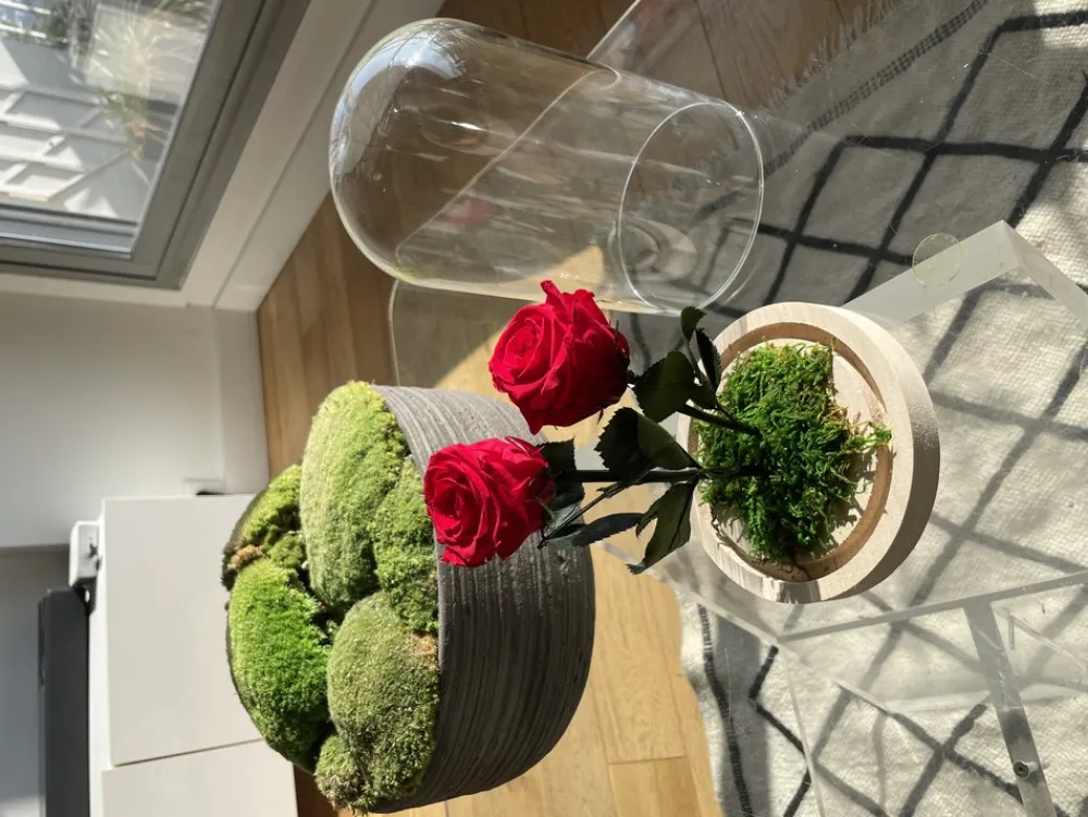 Plantestabilisée.com PLANTESTABILISÉE.COM - Roses rouges stabilisées sous cloche - roses stabilisées - décoration d'intérieur - 22 cm Sale