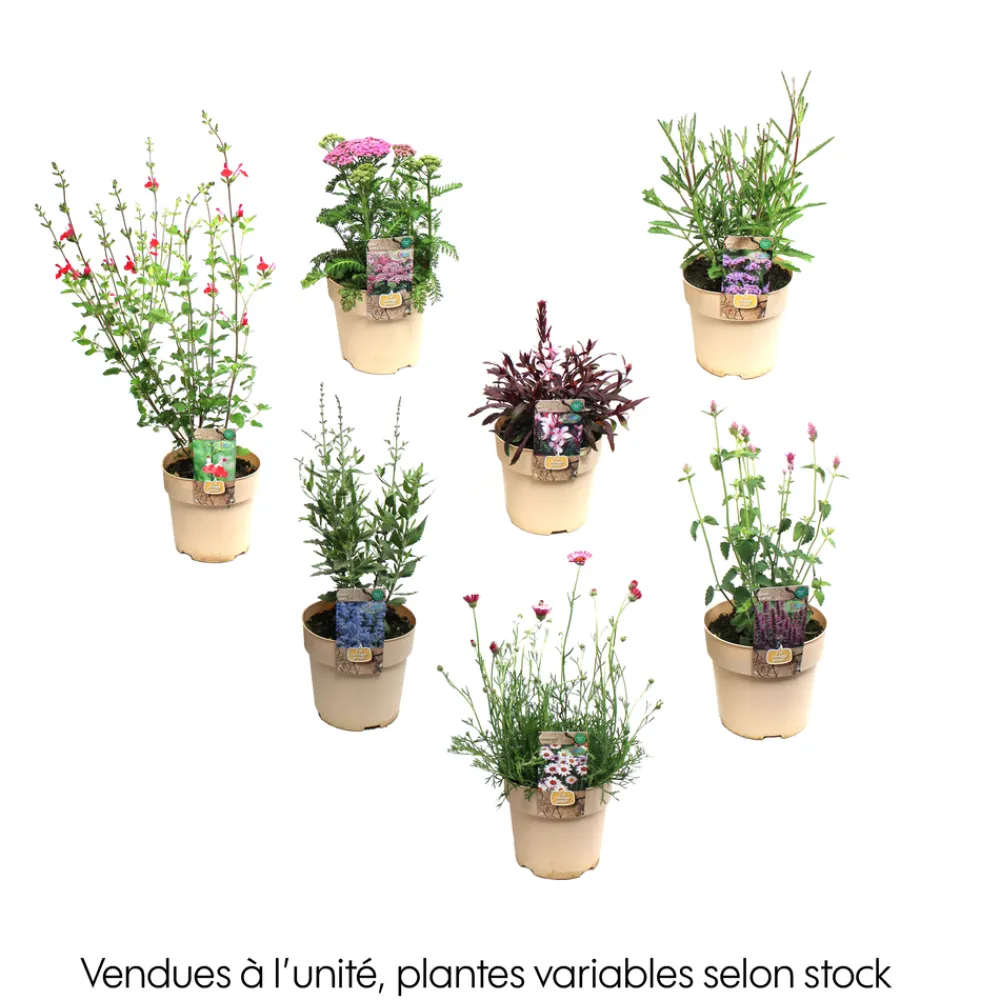 NA Plante vivace résistante - Pot 1,6L Outlet