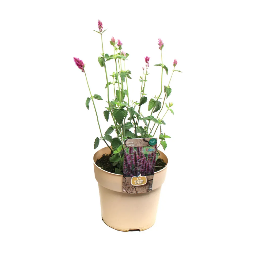 NA Plante vivace résistante - Pot 1,6L Outlet