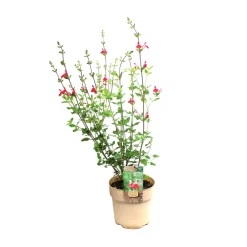 NA Plante vivace résistante - Pot 1,6L Outlet