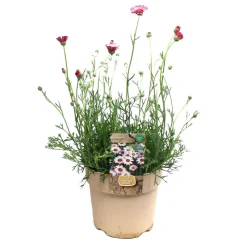 NA Plante vivace résistante - Pot 1,6L Outlet