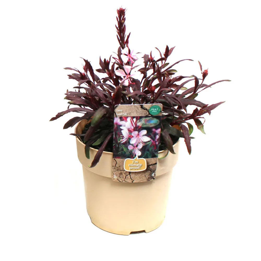 NA Plante vivace résistante - Pot 1,6L Outlet