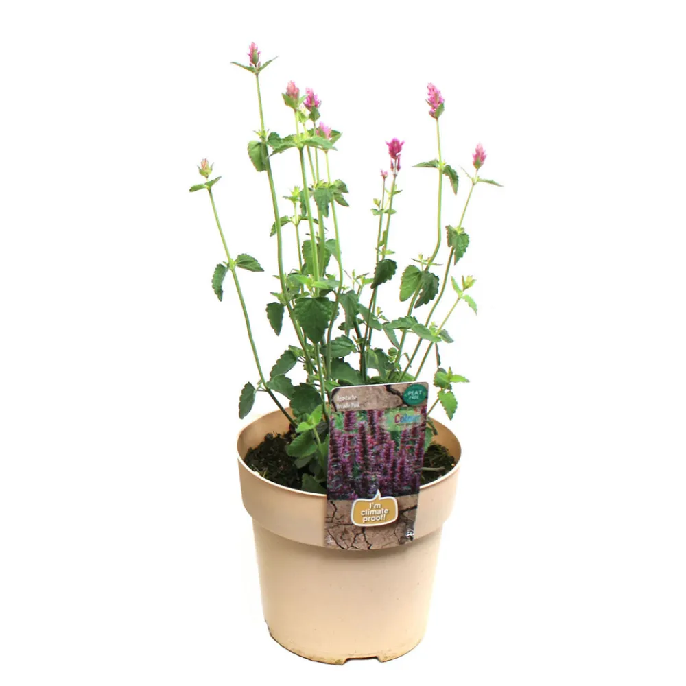 NA Plante vivace résistante - Pot 1,6L Outlet
