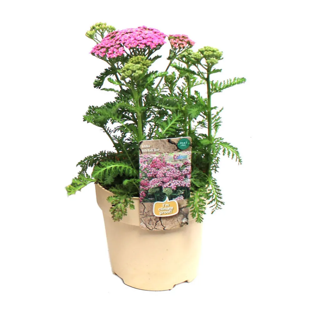NA Plante vivace résistante - Pot 1,6L Outlet