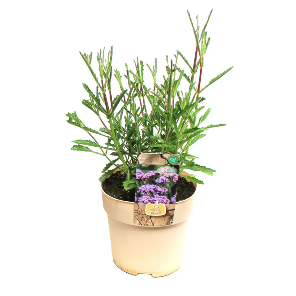 NA Plante vivace résistante - Pot 1,6L Outlet