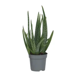 Plant In A Box - Aloe vera - aloe barbadensis - hauteur 25-40cm - ⌀10,5cm Hot