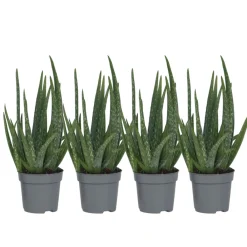 Plant In A Box - Aloe vera - set de 4 - aloe barbadensis - hauteur 25-40cm - ⌀10,5cm New