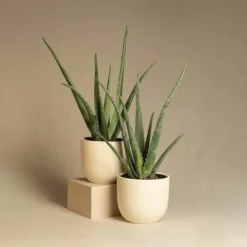 Plant In A Box - Aloe vera - set de 4 - aloe barbadensis - hauteur 25-40cm - ⌀10,5cm New