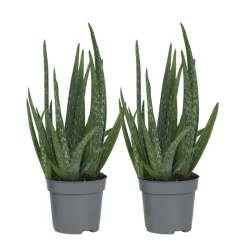 Plant In A Box - Aloe vera - set de 2 - aloe barbadensis - hauteur 25-40cm - ⌀10,5cm