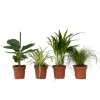 Plant In A Box Plantes Vertes | - Amical pour les animaux - set de 4 - pet friendy mix - hauteur 25-40cm - ⌀12cm