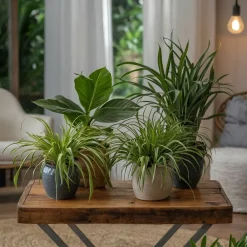 Plant In A Box Plantes Vertes | - Amical pour les animaux - set de 4 - pet friendy mix - hauteur 25-40cm - ⌀12cm
