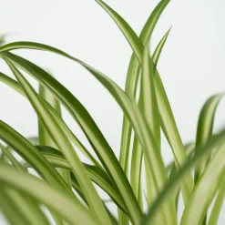 Plant In A Box Plantes Vertes | - Amical pour les animaux - set de 4 - pet friendy mix - hauteur 25-40cm - ⌀12cm