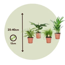 Plant In A Box Plantes Vertes | - Amical pour les animaux - set de 4 - pet friendy mix - hauteur 25-40cm - ⌀12cm