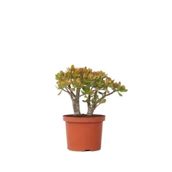 Plant In A Box - Arbre de jade - crassula ovata 'sunset' - hauteur 30-35cm - ⌀17cm Best