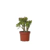 Plant In A Box - Arbre de jade - crassula ovata 'minor' - hauteur 30-35cm - ⌀17cm Sale