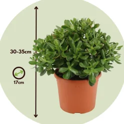 Plant In A Box - Arbre de jade - crassula ovata 'minor' - hauteur 30-35cm - ⌀17cm Sale