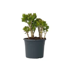 Plant In A Box Cactus Et Plantes Grasses | - Arbre de jade - crassula ovata 'minor' - hauteur 60-65cm - ⌀30cm