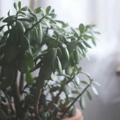 Plant In A Box Cactus Et Plantes Grasses | - Arbre de jade - crassula ovata 'minor' - hauteur 60-65cm - ⌀30cm