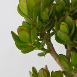 Plant In A Box Cactus Et Plantes Grasses | - Arbre de jade - crassula ovata 'minor' - hauteur 60-65cm - ⌀30cm