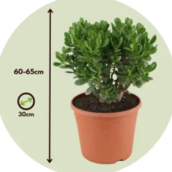 Plant In A Box Cactus Et Plantes Grasses | - Arbre de jade - crassula ovata 'minor' - hauteur 60-65cm - ⌀30cm